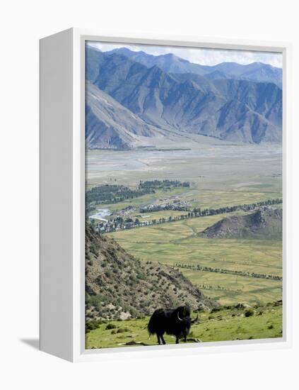 Yak, Ganden Monastery, Near Lhasa, Tibet, China-Ethel Davies-Framed Premier Image Canvas