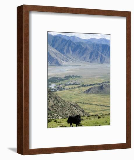 Yak, Ganden Monastery, Near Lhasa, Tibet, China-Ethel Davies-Framed Photographic Print