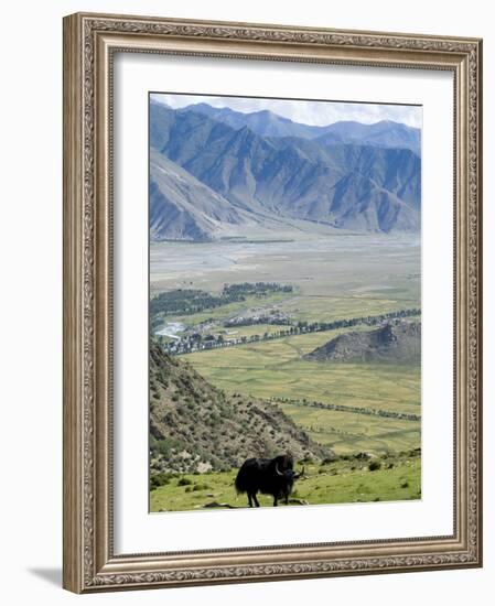 Yak, Ganden Monastery, Near Lhasa, Tibet, China-Ethel Davies-Framed Photographic Print