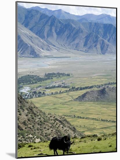 Yak, Ganden Monastery, Near Lhasa, Tibet, China-Ethel Davies-Mounted Photographic Print