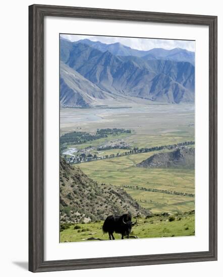 Yak, Ganden Monastery, Near Lhasa, Tibet, China-Ethel Davies-Framed Photographic Print