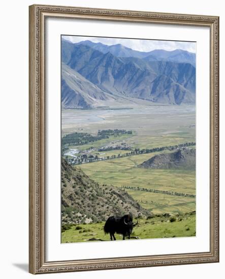 Yak, Ganden Monastery, Near Lhasa, Tibet, China-Ethel Davies-Framed Photographic Print