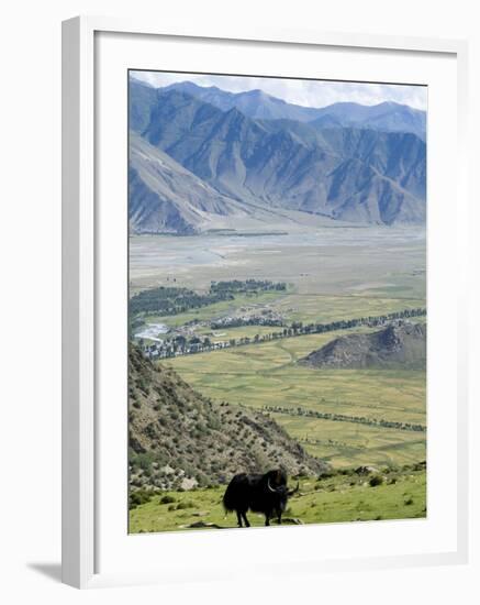 Yak, Ganden Monastery, Near Lhasa, Tibet, China-Ethel Davies-Framed Photographic Print