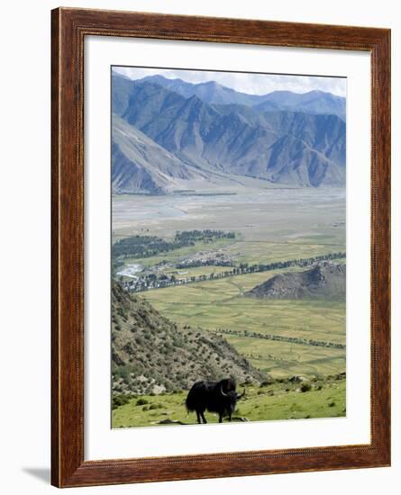 Yak, Ganden Monastery, Near Lhasa, Tibet, China-Ethel Davies-Framed Photographic Print