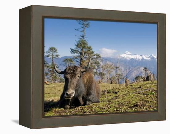 Yak Grazing on Top of the Pele La Mountain Pass with the Himalayas in the Background, Bhutan-Michael Runkel-Framed Premier Image Canvas