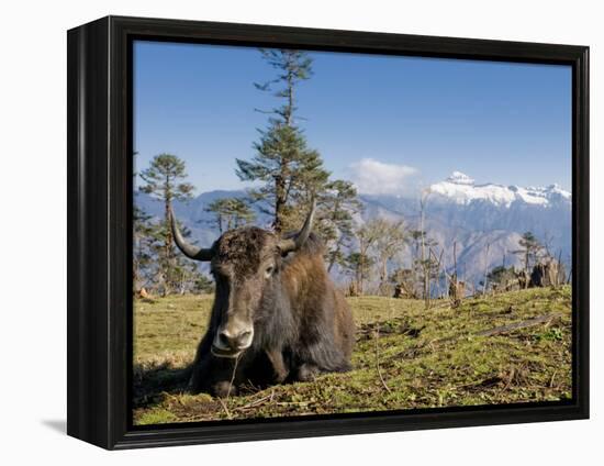 Yak Grazing on Top of the Pele La Mountain Pass with the Himalayas in the Background, Bhutan-Michael Runkel-Framed Premier Image Canvas