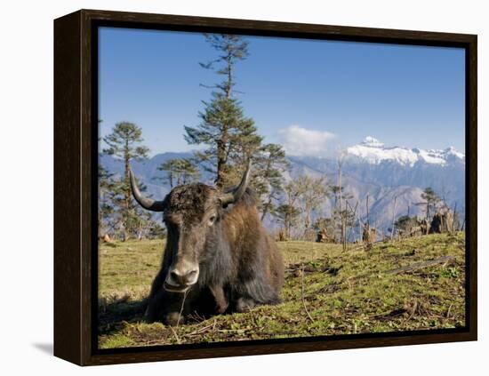 Yak Grazing on Top of the Pele La Mountain Pass with the Himalayas in the Background, Bhutan-Michael Runkel-Framed Premier Image Canvas