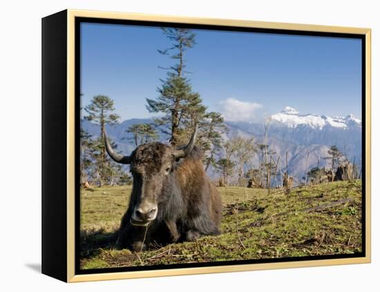 Yak Grazing on Top of the Pele La Mountain Pass with the Himalayas in the Background, Bhutan-Michael Runkel-Framed Premier Image Canvas