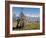 Yak Grazing on Top of the Pele La Mountain Pass with the Himalayas in the Background, Bhutan-Michael Runkel-Framed Photographic Print