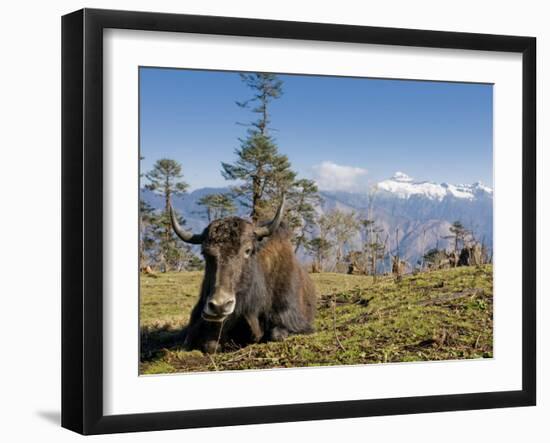 Yak Grazing on Top of the Pele La Mountain Pass with the Himalayas in the Background, Bhutan-Michael Runkel-Framed Photographic Print