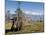 Yak Grazing on Top of the Pele La Mountain Pass with the Himalayas in the Background, Bhutan-Michael Runkel-Mounted Photographic Print