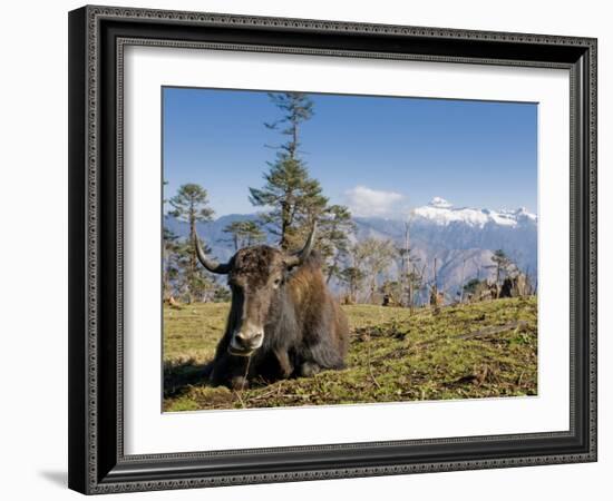 Yak Grazing on Top of the Pele La Mountain Pass with the Himalayas in the Background, Bhutan-Michael Runkel-Framed Photographic Print