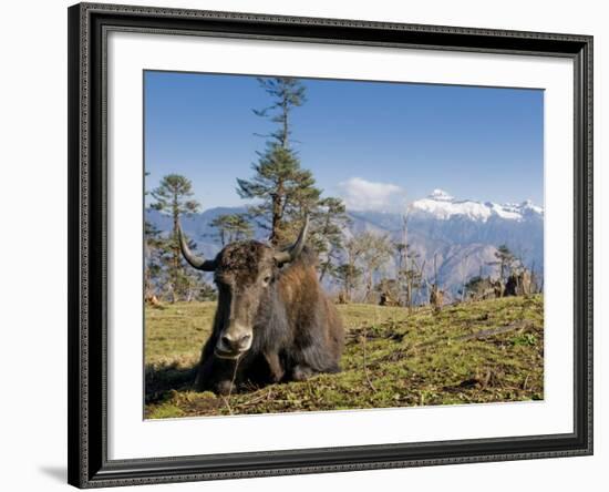 Yak Grazing on Top of the Pele La Mountain Pass with the Himalayas in the Background, Bhutan-Michael Runkel-Framed Photographic Print