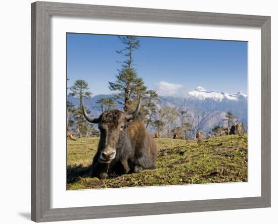 Yak Grazing on Top of the Pele La Mountain Pass with the Himalayas in the Background, Bhutan-Michael Runkel-Framed Photographic Print