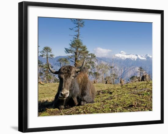 Yak Grazing on Top of the Pele La Mountain Pass with the Himalayas in the Background, Bhutan-Michael Runkel-Framed Photographic Print