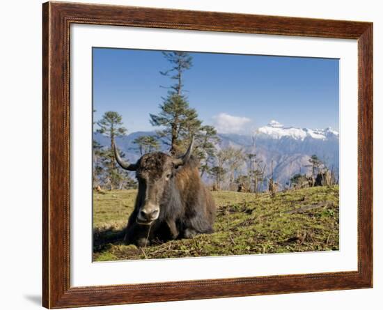 Yak Grazing on Top of the Pele La Mountain Pass with the Himalayas in the Background, Bhutan-Michael Runkel-Framed Photographic Print