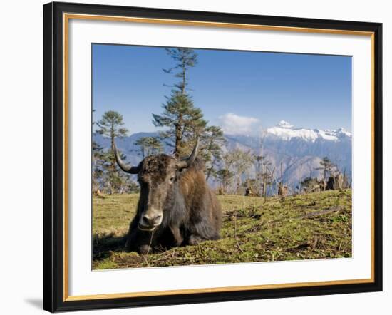 Yak Grazing on Top of the Pele La Mountain Pass with the Himalayas in the Background, Bhutan-Michael Runkel-Framed Photographic Print