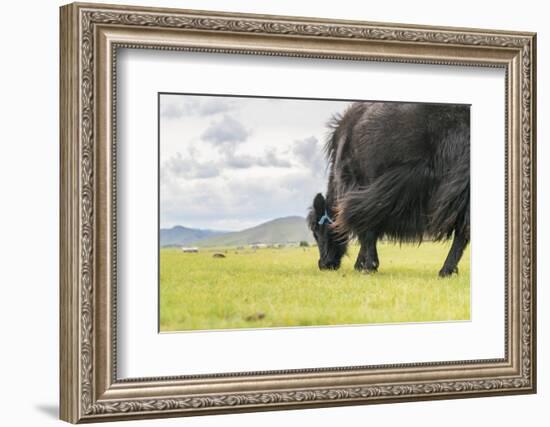 Yak grazing, Orkhon valley, South Hangay province, Mongolia, Central Asia, Asia-Francesco Vaninetti-Framed Photographic Print