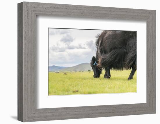 Yak grazing, Orkhon valley, South Hangay province, Mongolia, Central Asia, Asia-Francesco Vaninetti-Framed Photographic Print