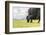 Yak grazing, Orkhon valley, South Hangay province, Mongolia, Central Asia, Asia-Francesco Vaninetti-Framed Photographic Print