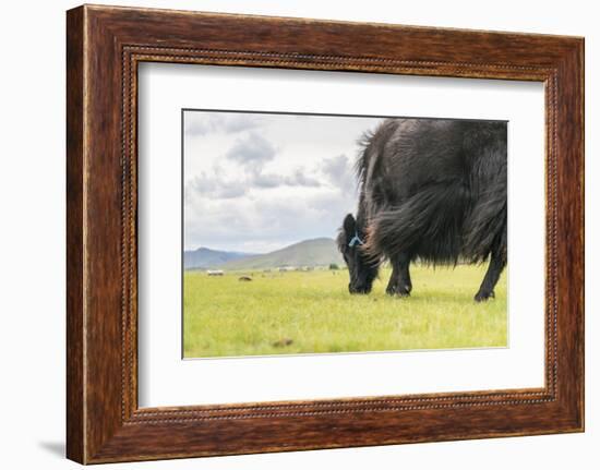 Yak grazing, Orkhon valley, South Hangay province, Mongolia, Central Asia, Asia-Francesco Vaninetti-Framed Photographic Print