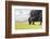 Yak grazing, Orkhon valley, South Hangay province, Mongolia, Central Asia, Asia-Francesco Vaninetti-Framed Photographic Print