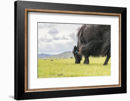 Yak grazing, Orkhon valley, South Hangay province, Mongolia, Central Asia, Asia-Francesco Vaninetti-Framed Photographic Print