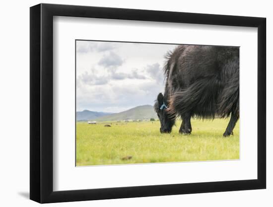 Yak grazing, Orkhon valley, South Hangay province, Mongolia, Central Asia, Asia-Francesco Vaninetti-Framed Photographic Print