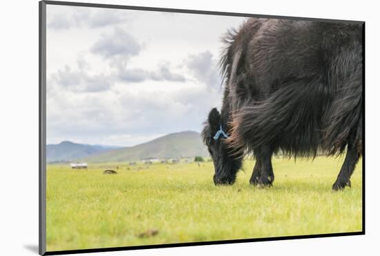 Yak grazing, Orkhon valley, South Hangay province, Mongolia, Central Asia, Asia-Francesco Vaninetti-Mounted Photographic Print