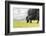 Yak grazing, Orkhon valley, South Hangay province, Mongolia, Central Asia, Asia-Francesco Vaninetti-Framed Photographic Print