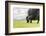 Yak grazing, Orkhon valley, South Hangay province, Mongolia, Central Asia, Asia-Francesco Vaninetti-Framed Photographic Print