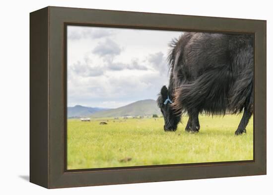 Yak grazing, Orkhon valley, South Hangay province, Mongolia, Central Asia, Asia-Francesco Vaninetti-Framed Premier Image Canvas