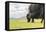 Yak grazing, Orkhon valley, South Hangay province, Mongolia, Central Asia, Asia-Francesco Vaninetti-Framed Premier Image Canvas