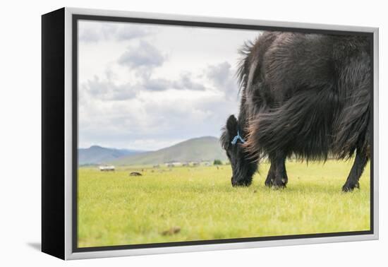 Yak grazing, Orkhon valley, South Hangay province, Mongolia, Central Asia, Asia-Francesco Vaninetti-Framed Premier Image Canvas