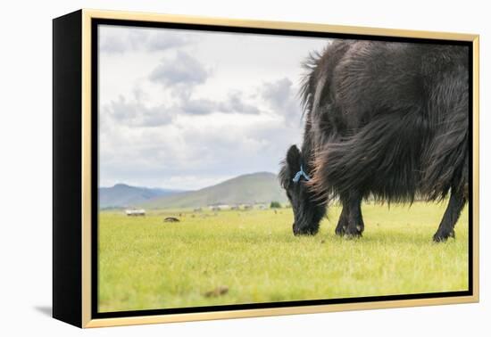 Yak grazing, Orkhon valley, South Hangay province, Mongolia, Central Asia, Asia-Francesco Vaninetti-Framed Premier Image Canvas