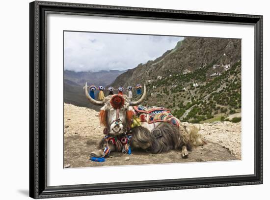 Yak in Drak Yerpa, Tibet, China, Asia-Thomas L-Framed Photographic Print