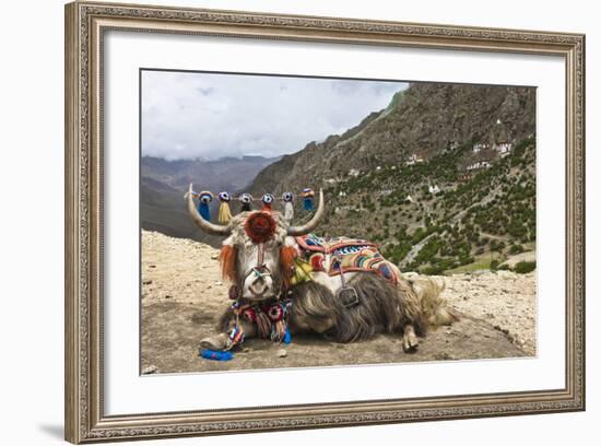 Yak in Drak Yerpa, Tibet, China, Asia-Thomas L-Framed Photographic Print