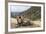 Yak in Drak Yerpa, Tibet, China, Asia-Thomas L-Framed Photographic Print