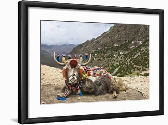 Yak in Drak Yerpa, Tibet, China, Asia-Thomas L-Framed Photographic Print