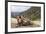 Yak in Drak Yerpa, Tibet, China, Asia-Thomas L-Framed Photographic Print