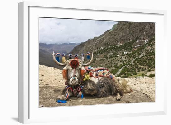 Yak in Drak Yerpa, Tibet, China, Asia-Thomas L-Framed Photographic Print