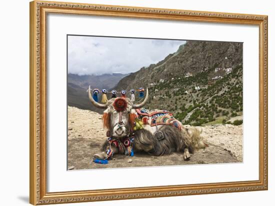 Yak in Drak Yerpa, Tibet, China, Asia-Thomas L-Framed Photographic Print