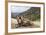 Yak in Drak Yerpa, Tibet, China, Asia-Thomas L-Framed Photographic Print