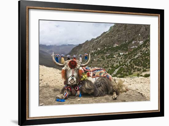 Yak in Drak Yerpa, Tibet, China, Asia-Thomas L-Framed Photographic Print