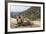 Yak in Drak Yerpa, Tibet, China, Asia-Thomas L-Framed Photographic Print