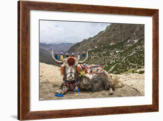 Yak in Drak Yerpa, Tibet, China, Asia-Thomas L-Framed Photographic Print