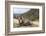 Yak in Drak Yerpa, Tibet, China, Asia-Thomas L-Framed Photographic Print