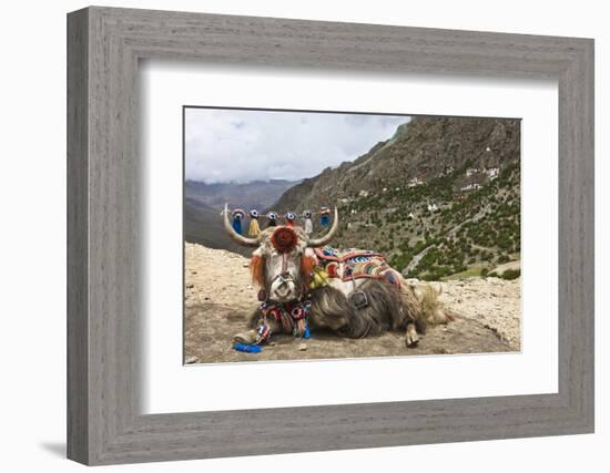 Yak in Drak Yerpa, Tibet, China, Asia-Thomas L-Framed Photographic Print