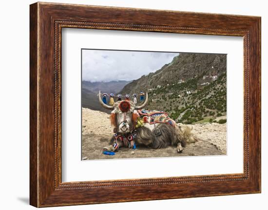 Yak in Drak Yerpa, Tibet, China, Asia-Thomas L-Framed Photographic Print