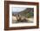 Yak in Drak Yerpa, Tibet, China, Asia-Thomas L-Framed Photographic Print